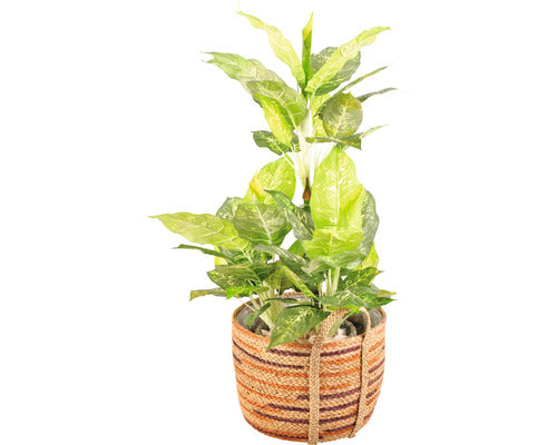 Cos Plante Lafiora Din Iarba De Mare 31x31x31 Cm Maro