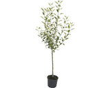 Pom Fructifer Mar Floraself Malus Domestica 'gravensteiner' H 150-180 Cm Co 6 L