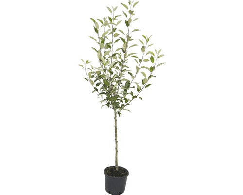 Pom Fructifer Mar Floraself Malus Domestica 'gravensteiner' H 150-180 Cm Co 6 L