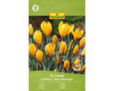 Bulbi De Flori Floraself Branduse Mammouth Galbene 7/8 12 Buc