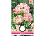Bulbi De Lalele Belicia 11/12 8 Buc