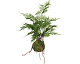 Planta Artificiala Feriga Asparagus Setaceus H 40 Cm Verde