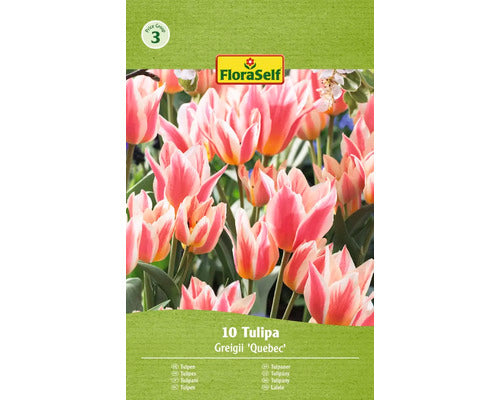 Bulbi De Lalele Floraself Quebec 11/12 10 Buc