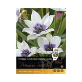 Bulbi Premium Selection lalele Alba Coerulea Oculata, multicolor, 5 buc