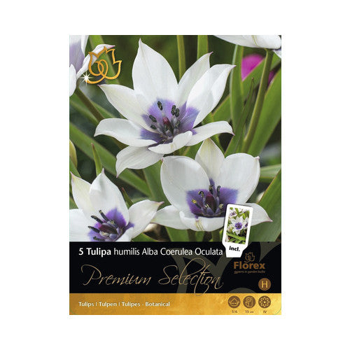 Bulbi Premium Selection lalele Alba Coerulea Oculata, multicolor, 5 buc