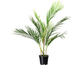 Palmier Artificial Howea Kentia H 70 Cm Verde