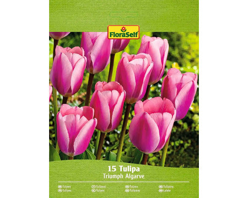 Bulbi De Lalele Floraself Algrave 11/12 15 Buc