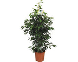Ficus Floraself Benjamina 'danielle' H 110 Cm Ghiveci Ø 21 Cm