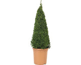 Tuya Sub Forma De Piramida, H 50-60 Cm, Co 4, 5 L
