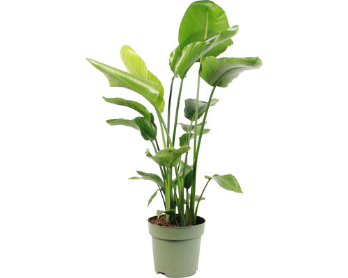 Strelitia Floraself Strelitzia Nicolai H 110-120 Cm Ghiveci Ø 27 Cm