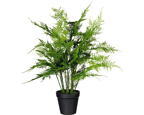 Planta Artificiala Feriga Asparagus Setaceus In Ghiveci H 40 Cm