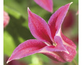 Clematita Princess Diana Floraself H 50-70 Cm Co 2, 3 L