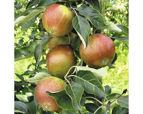 Pom Fructifer Mar Floraself Malus Domestica 'cox Orange' H 150-180 Cm Co 6 L