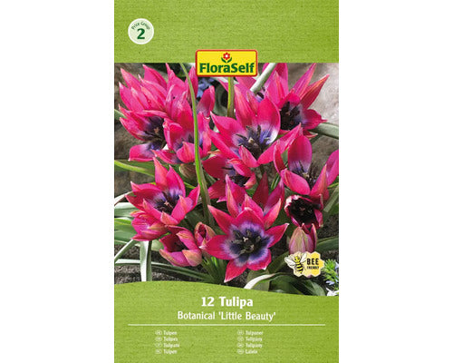 Bulbi De Lalele Floraself Pulchella Little Beauty 12 Buc