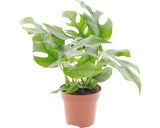 Ananas Saracului Floraself Monstera Minima H 15-30 Cm Ghiveci Ø 12 Cm