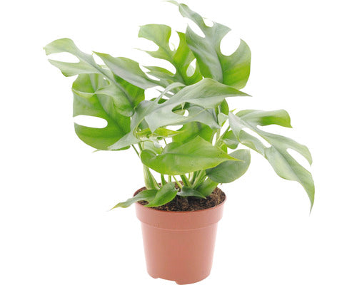 Ananas Saracului Floraself Monstera Minima H 15-30 Cm Ghiveci Ø 12 Cm