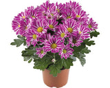 Crizantema Floraself Chrysanthemum Indicum 'artistic Armin' Ghiveci Ø 12 Cm
