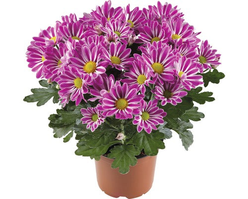 Crizantema Floraself Chrysanthemum Indicum 'artistic Armin' Ghiveci Ø 12 Cm