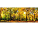 Tablou Sticla Sunshine In The Forest 50x125 Cm