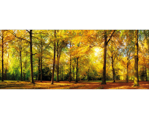 Tablou Sticla Sunshine In The Forest 50x125 Cm