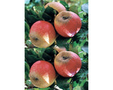 Pom Fructifer Mar Floraself Malus Domestica 'roter Boskoop' H 150-180 Cm Co 6 L