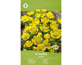 Bulbi De Flori Floraself Anemona Eranthis Cilicica 3, 5/4 12 Buc