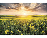 Tablou Canvas Camp De Canola 60x90 Cm
