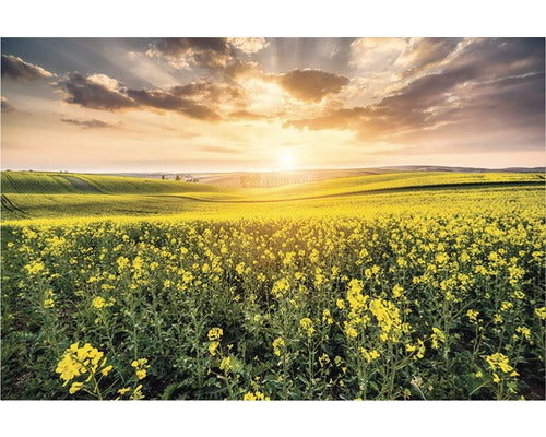 Tablou Canvas Camp De Canola 60x90 Cm