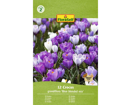 Bulbi De Flori Floraself Branduse Grandiflora Blue Blen 7/8 12 Buc