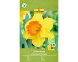 Bulbi Narcise Floraself Fortune 12/14 5 Buc