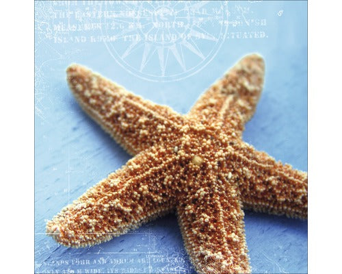 Tablou Sticla Stea De Mare Ii 20x20 Cm