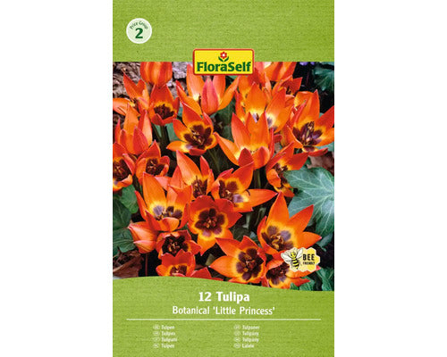 Bulbi De Lalele Floraself Pulchella Mica Printesa 6/7 12 Buc