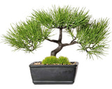 Planta Artificiala Bonsai Kiefer In Ghiveci H 30 Cm Verde