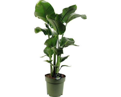 Strelitia Floraself Strelitzia Nicolai H 100-110 Cm Ghiveci Ø 24 Cm