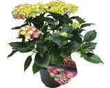 Hortensie Floraself Hydrangea Macrophylla, H 25-30 Cm, Co 5 L