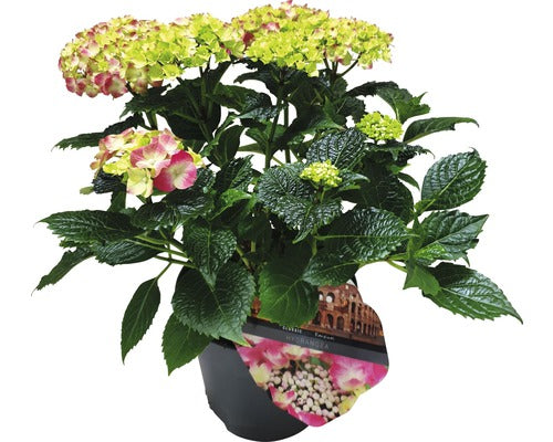 Hortensie Floraself Hydrangea Macrophylla, H 25-30 Cm, Co 5 L