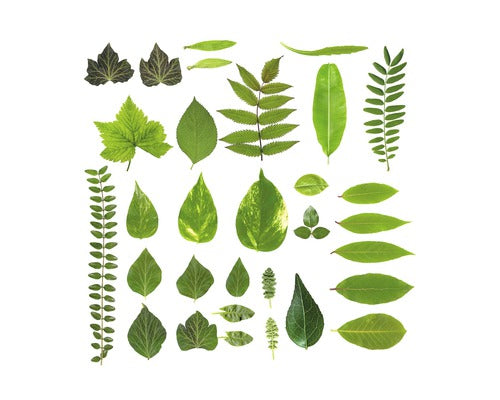Tablou Sticla Different Leaves 20x20 Cm