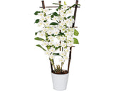 Orhidee Floraself Dendrobium Nobile H 55-70 Cm Ghiveci Ø 12 Cm