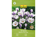 Bulbi De Flori Floraself Branduse Prins Claus 5/7 12 Buc