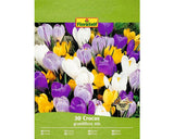 Bulbi De Flori Floraself Branduse Grandiflora Mix 7/8 30 Buc