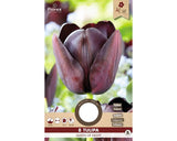 Bulbi De Lalele Queen Of Night 11/12 8 Buc