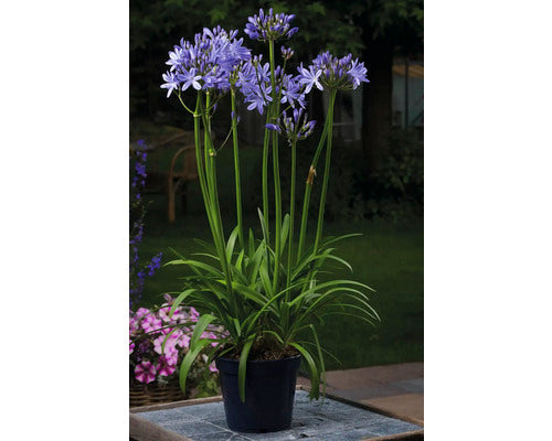 Crin African Floraself Agapanthus Africanus 'amourette Superb' H 45 Cm Ghiveci Ø 14 Cm