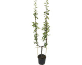 Bio Pom Fructifer Par Pe Spalier Forma U Floraself Bio Pyrus Communis H 100-150 Cm Co 10 L