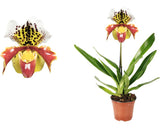 Orhidee Papucul Lui Venus Floraself Paphiopedilum Hybride 'usa' H 35-45 Cm Ghiveci Ø 12 Cm