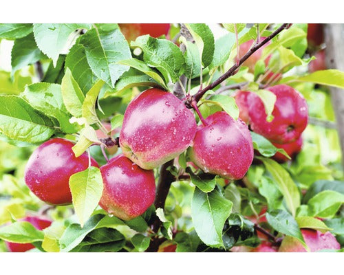 Pom Fructifer Mar Floraself Malus Domestica 'gloster' H 150-180 Cm Co 6 L
