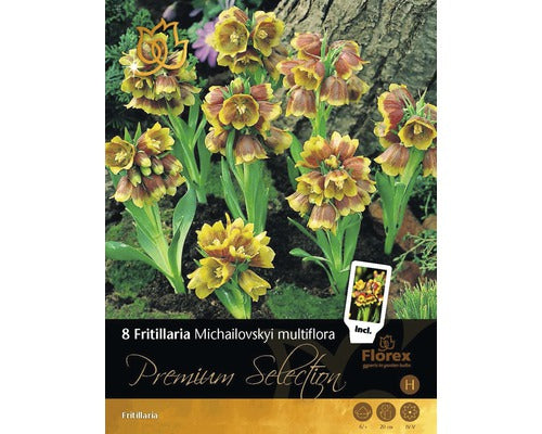 Bulbi De Flori Premium Fritilaria Michailovskyi Multiflora 8 Buc
