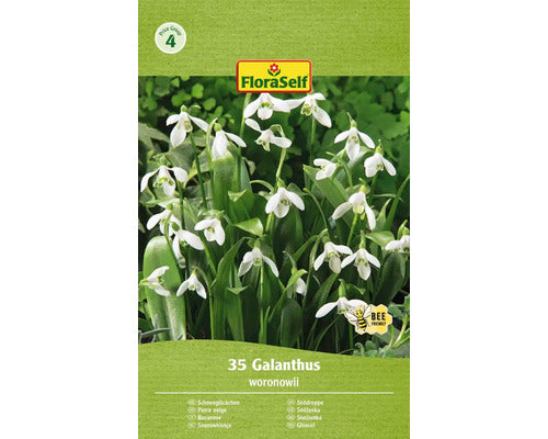Bulbi De Flori Floraself Ghiocei Woronowii 4/5 35 Buc