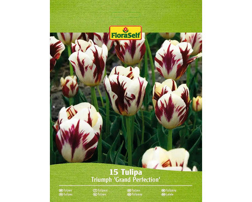 Bulbi De Lalele Floraself Grand Perfection 11/12 15 Buc