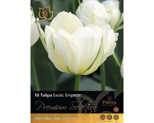 Bulbi De Lalele Exotic Emperor Crem 10 Buc