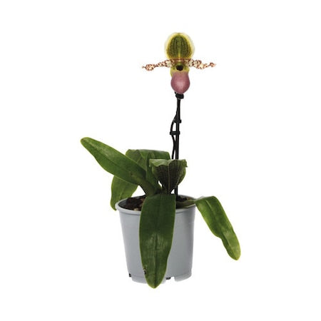 Orhidee Papucul Lui Venus Floraself Paphiopedilum Hybride 'usa' H 35-45 Cm Ghiveci Ø 12 Cm